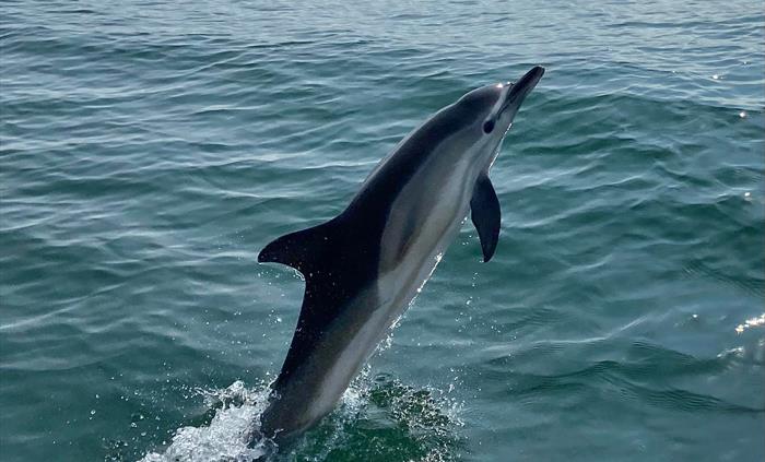 Common Dolphin